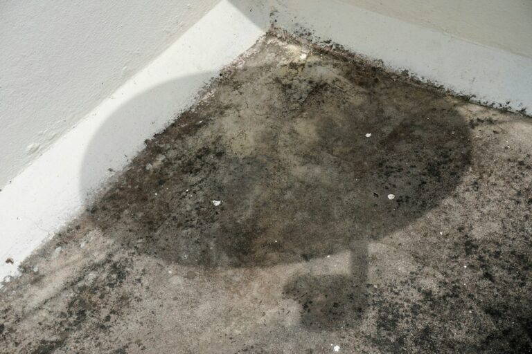 Mold growth in a wall corner